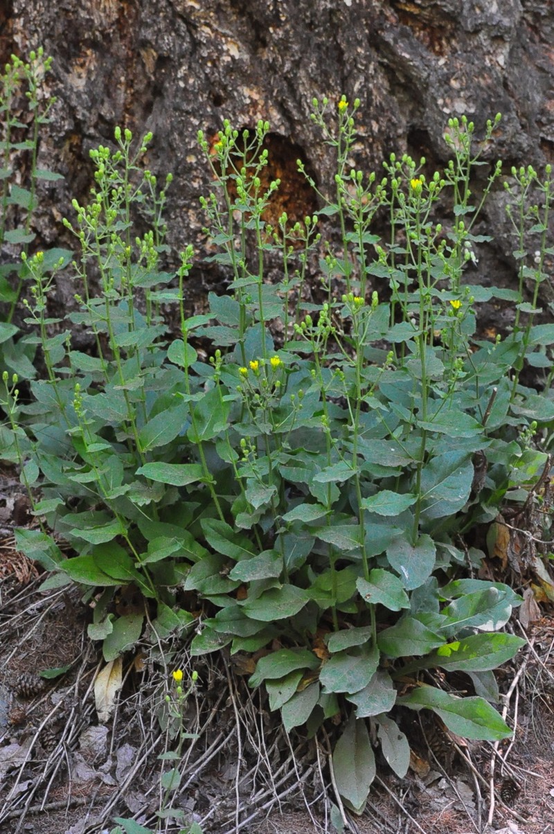 Hieracium viscosum photo 2