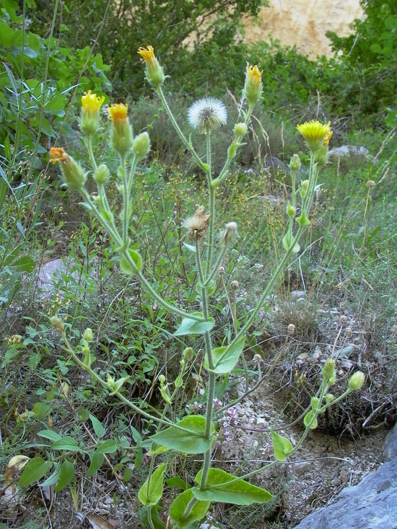 Hieracium viscosum photo 3