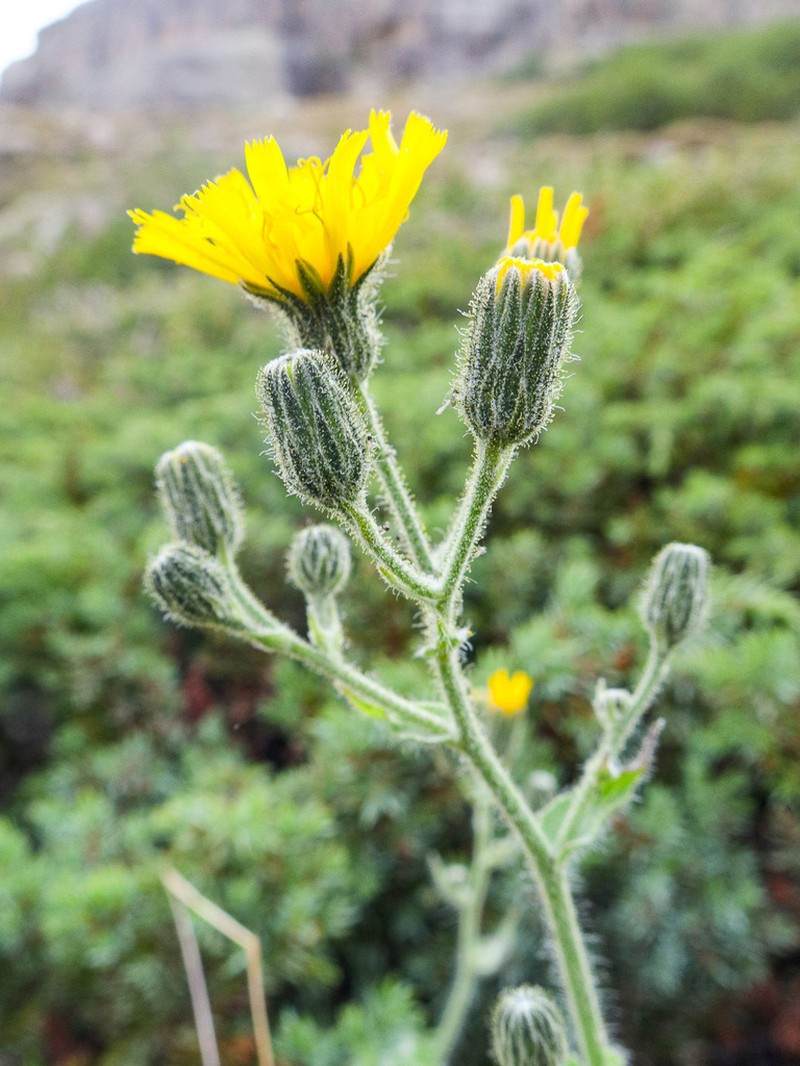 Hieracium viscosum photo 4