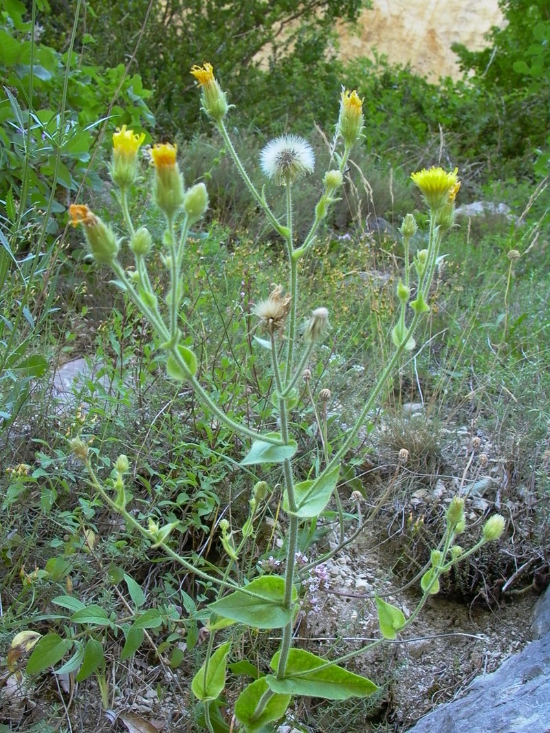 Hieracium viscosum photo 6