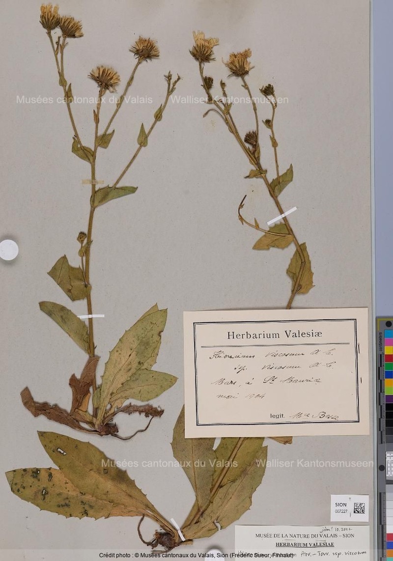 Hieracium viscosum subsp. viscosum
