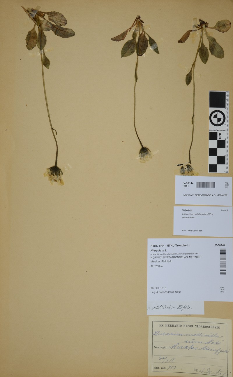 Hieracium vitellicolor