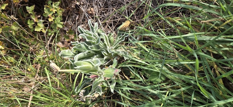 Hieracium waldsteinii