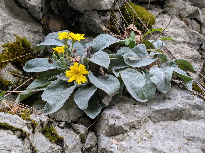 Hieracium waldsteinii photo 2