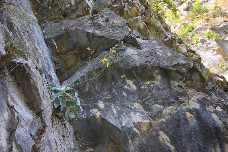 Hieracium waldsteinii photo 3