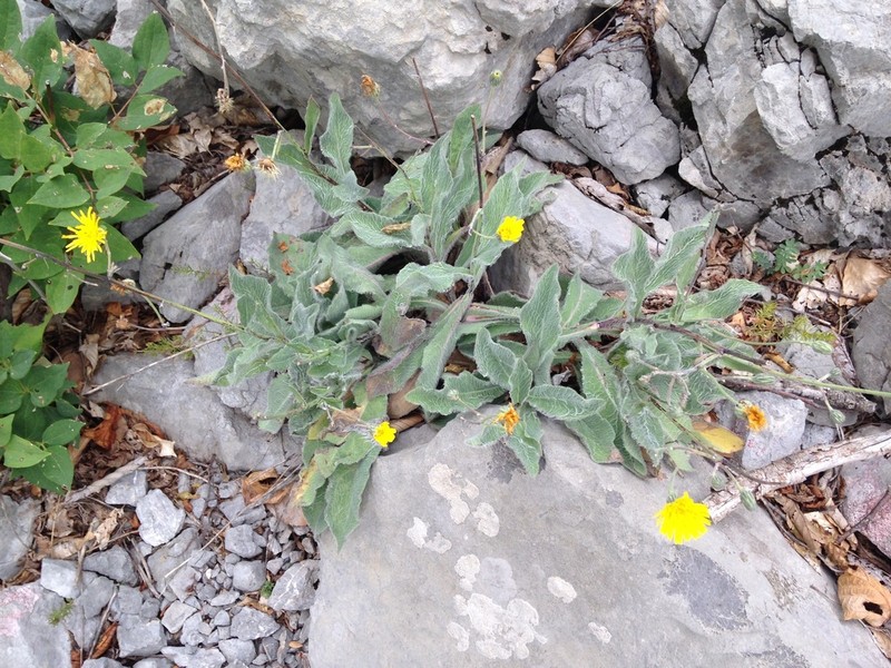 Hieracium waldsteinii photo 4