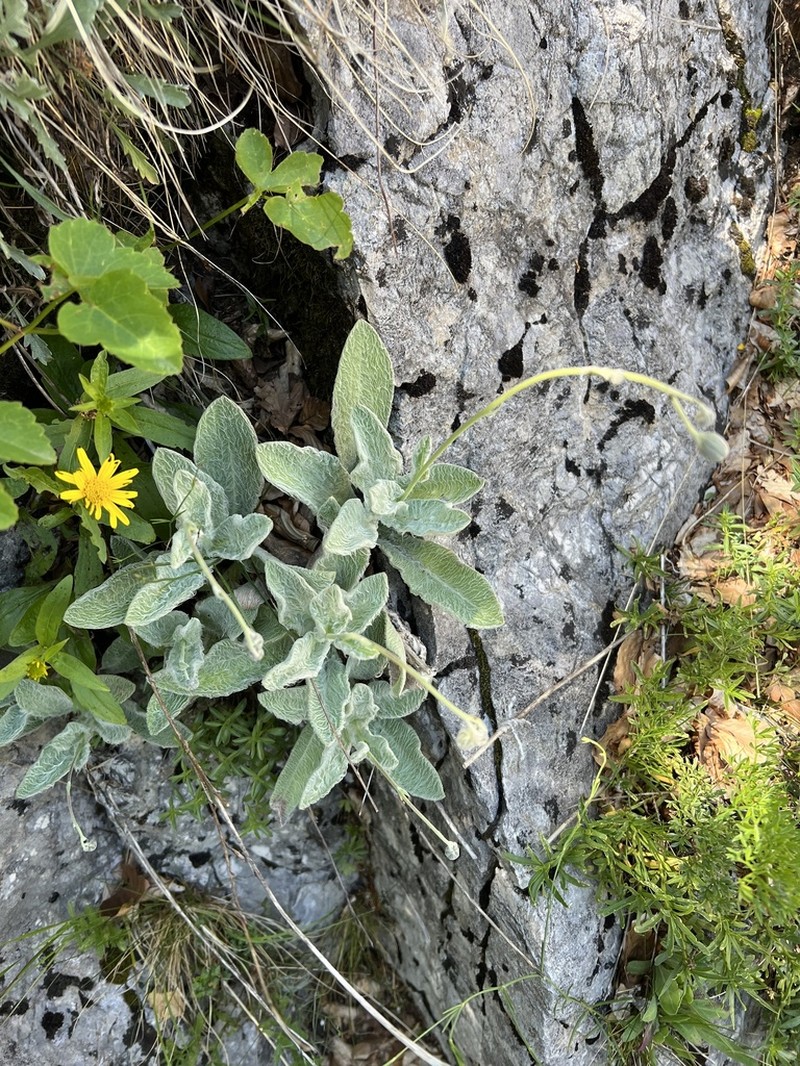Hieracium waldsteinii photo 5