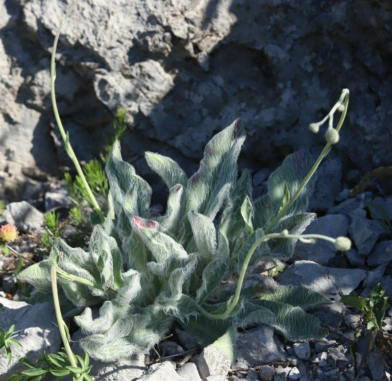 Hieracium waldsteinii photo 6