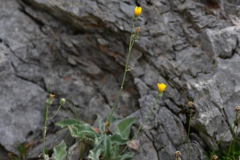 Hieracium waldsteinii photo 7