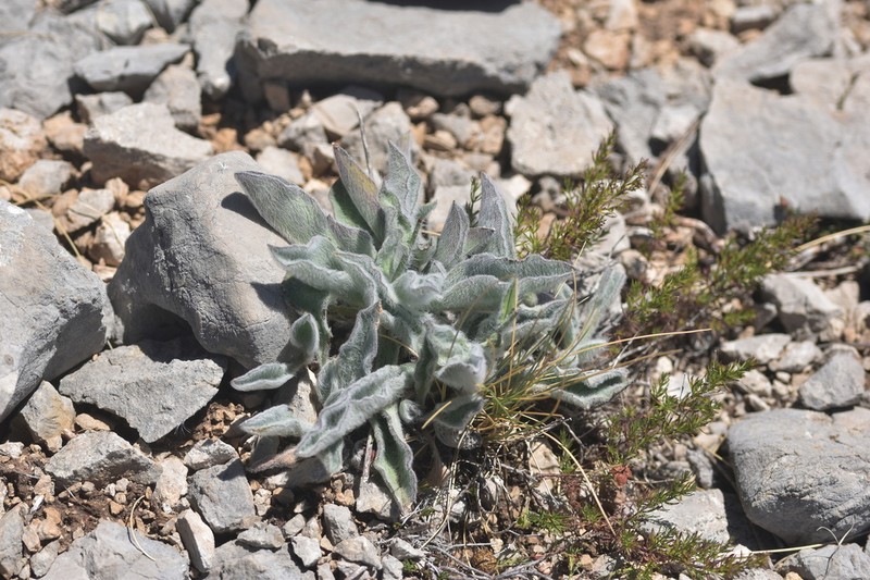 Hieracium waldsteinii photo 8