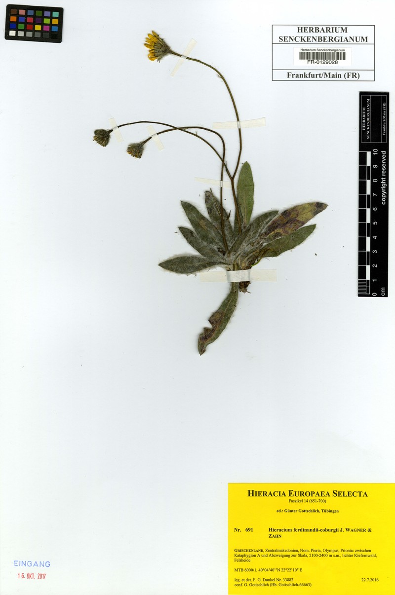 Hieracium waldsteinii subsp. ferdinandi-coburgii