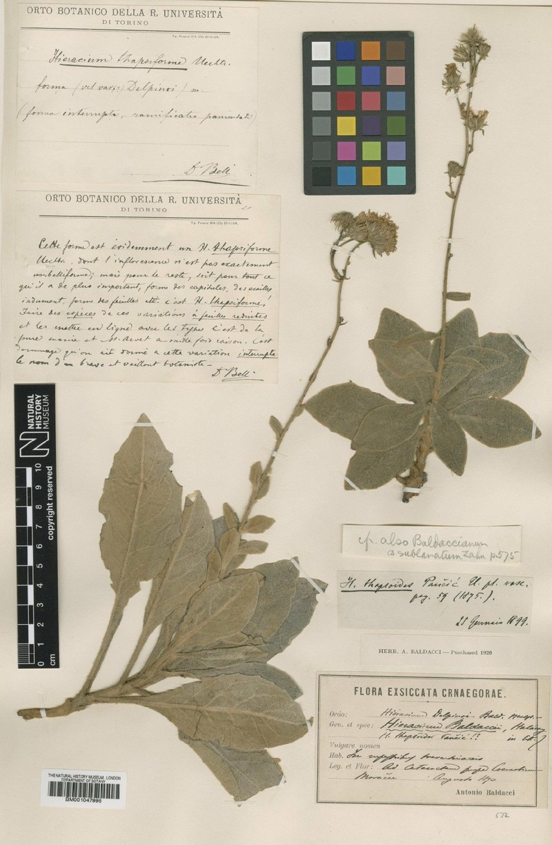 Hieracium waldsteinii subsp. nipholeucum
