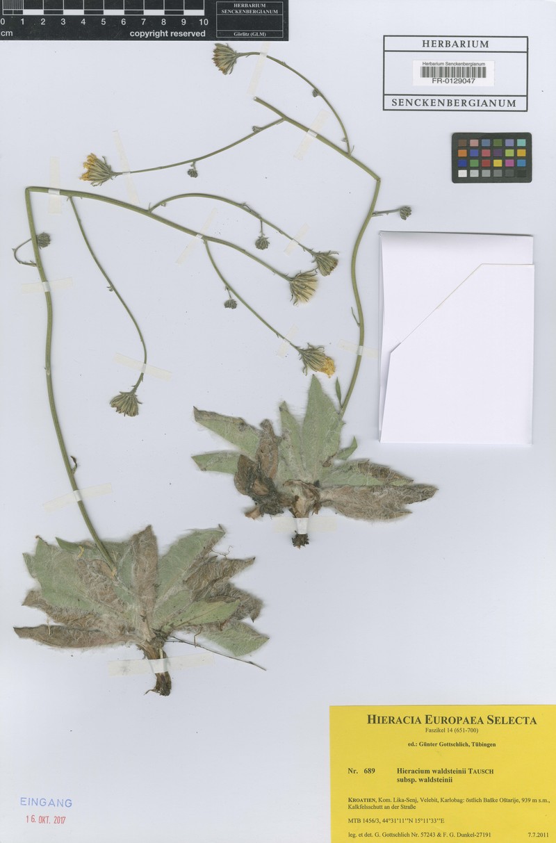 Hieracium waldsteinii subsp. waldsteinii