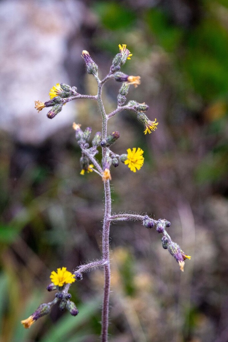 Hieracium warmingii
