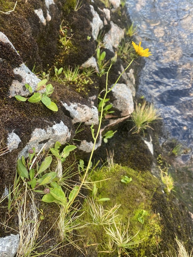 Hieracium westii