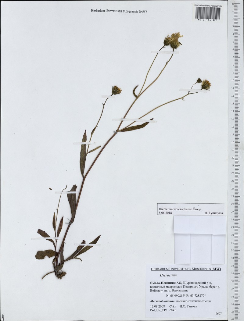Hieracium wolczankense