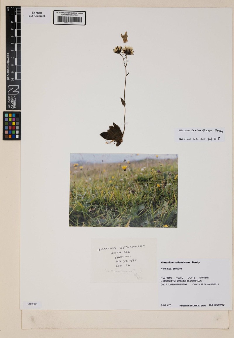 Hieracium zetlandicum