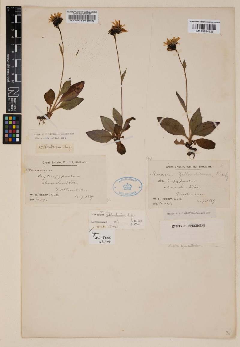 Hieracium zetlandicum photo 2