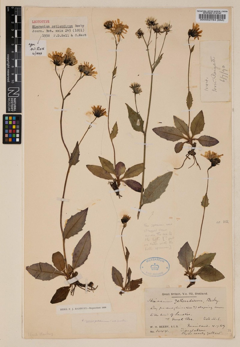 Hieracium zetlandicum photo 3