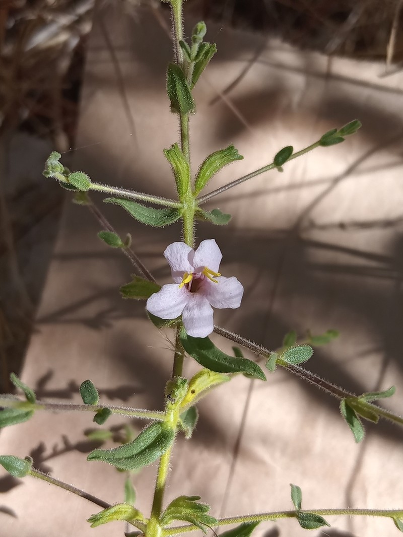 Hiernia angolensis