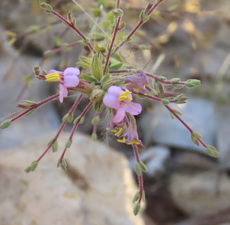 Hiernia angolensis photo 3