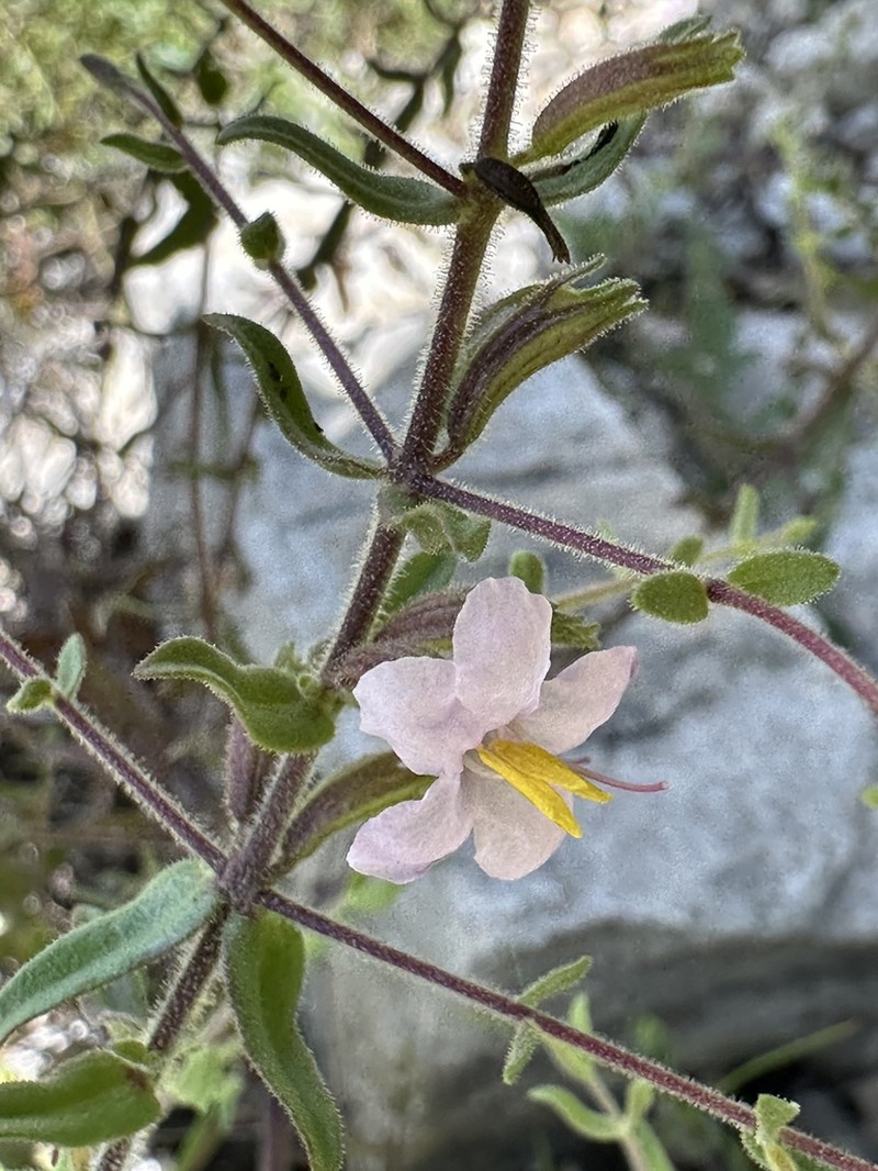 Hiernia angolensis photo 4