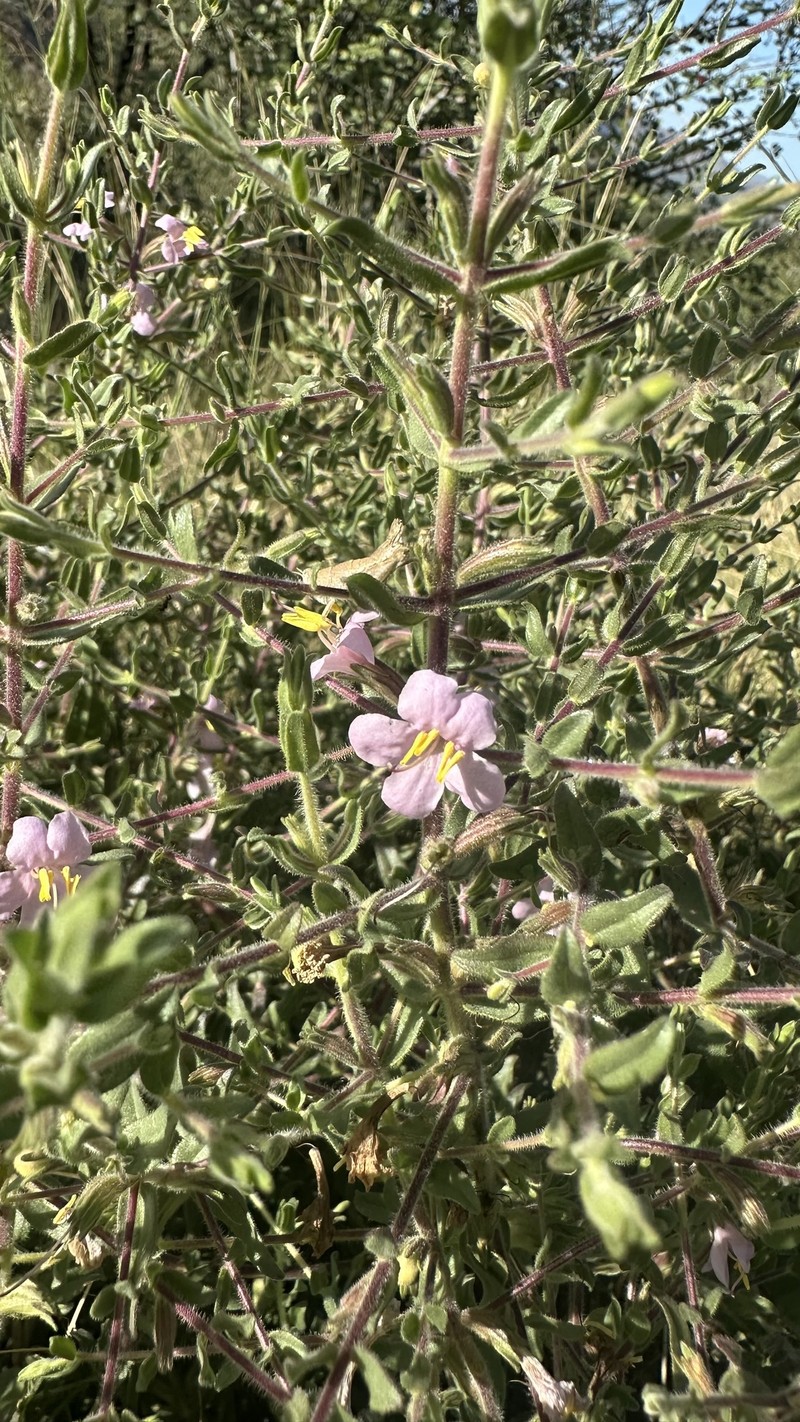 Hiernia angolensis photo 6