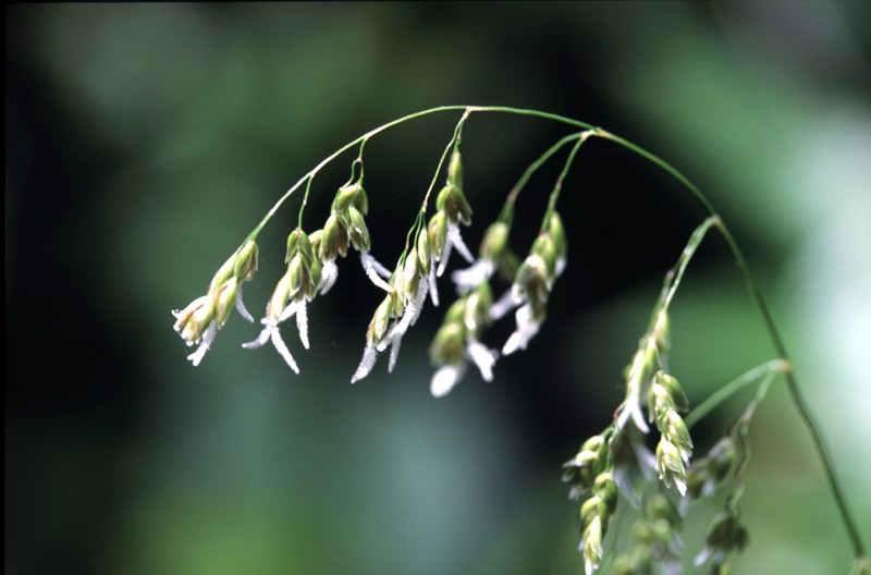 California Sweetgrass