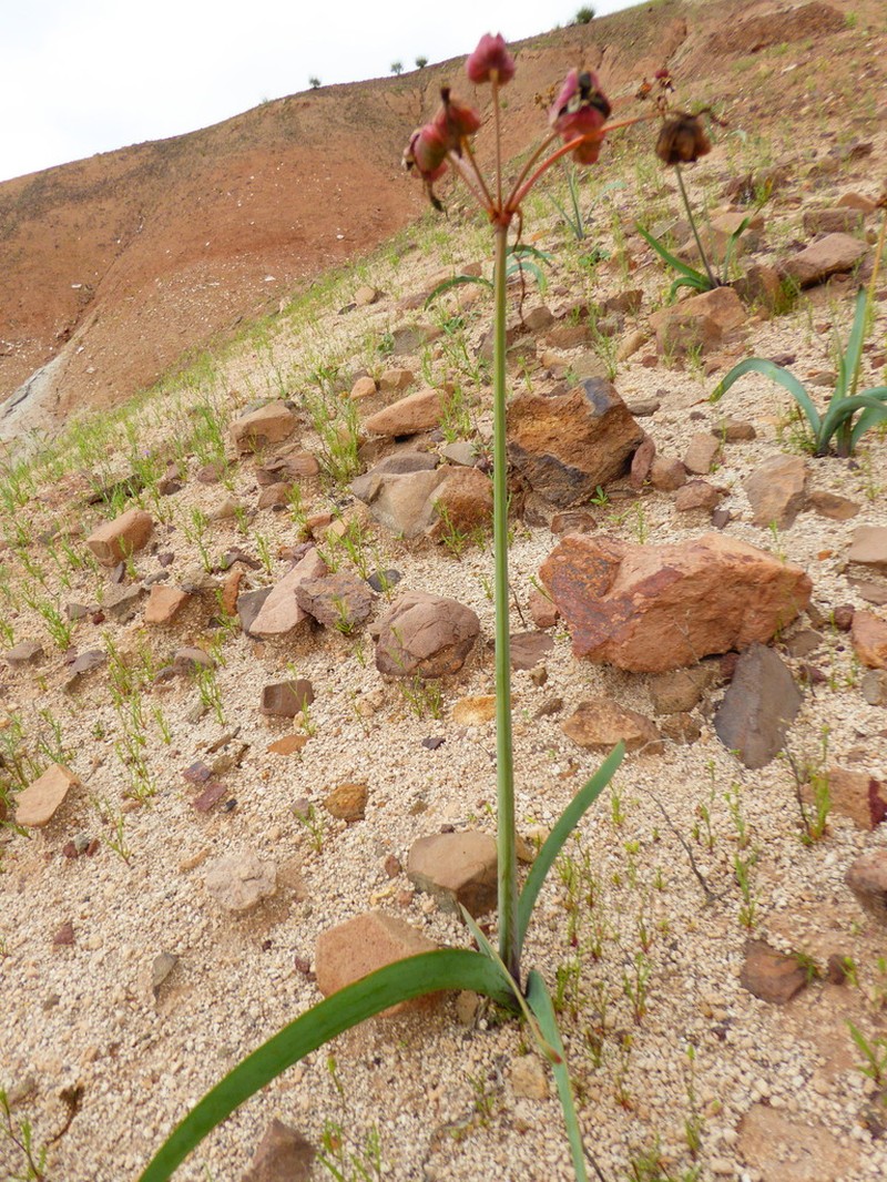 Hieronymiella peruviana photo 2