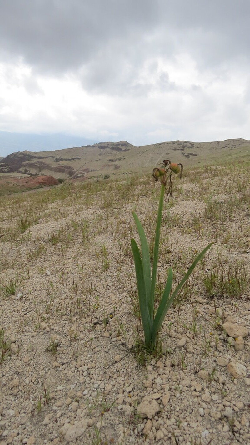 Hieronymiella peruviana photo 3