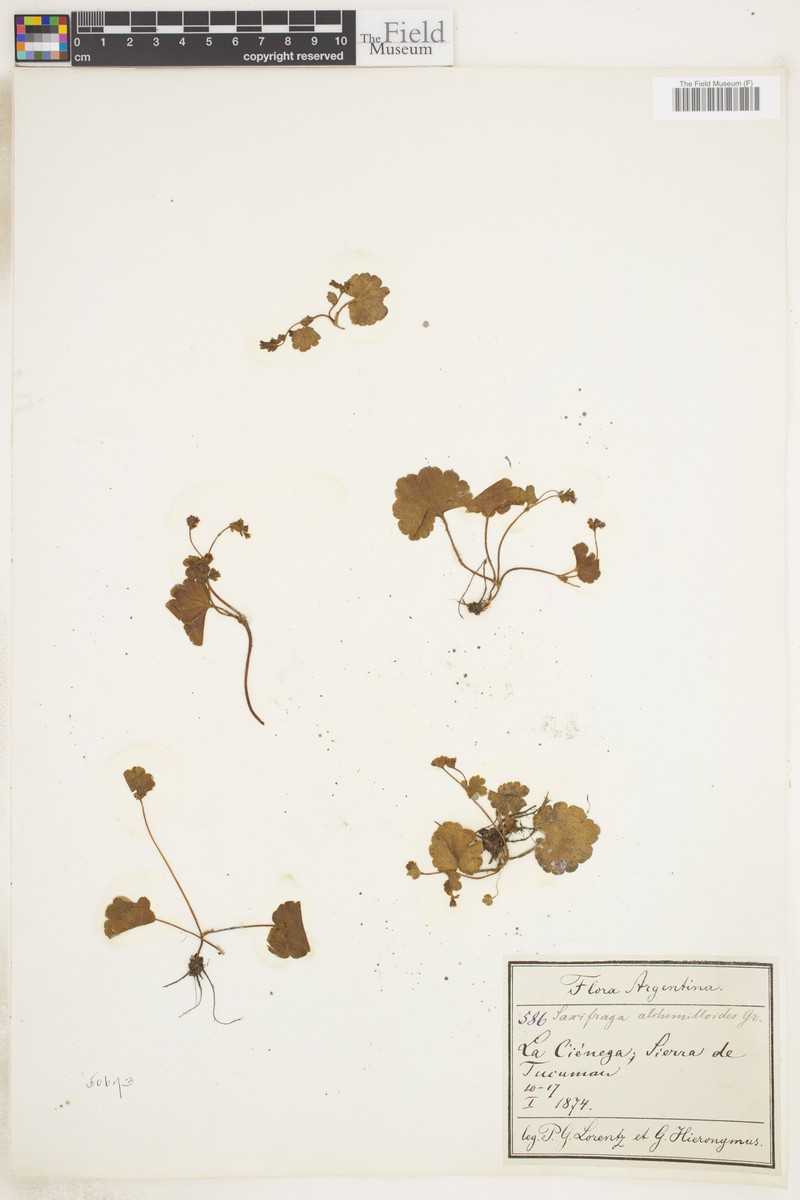 Hieronymusia alchemilloides