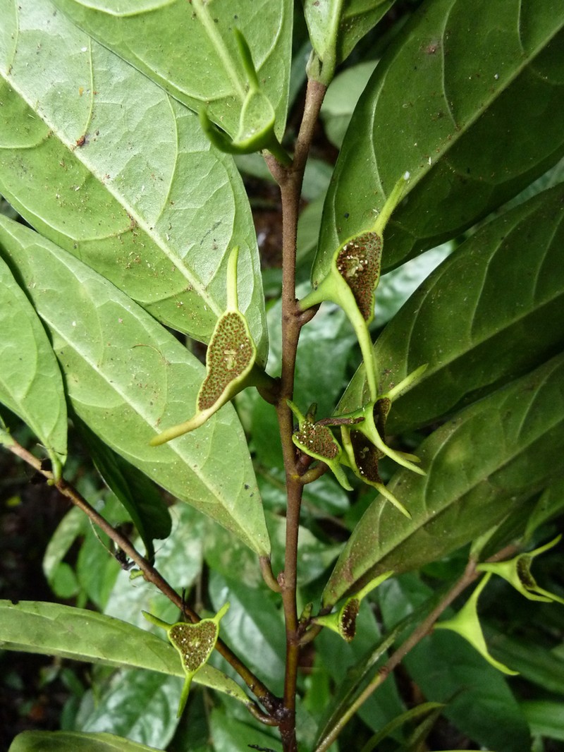 Hijmania turbinata