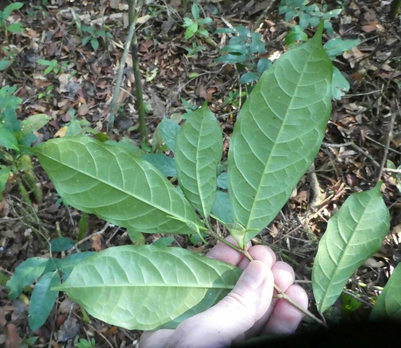Hijmania turbinata photo 4