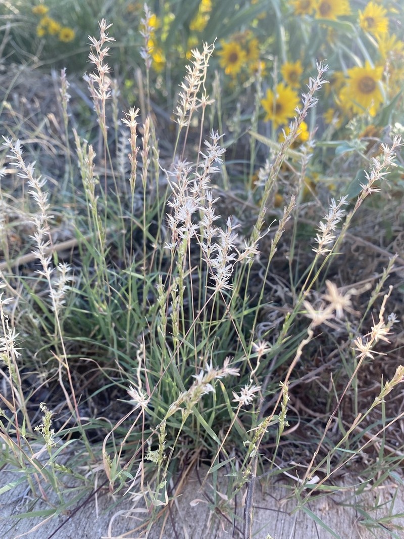 Curly-Mesquite photo 2