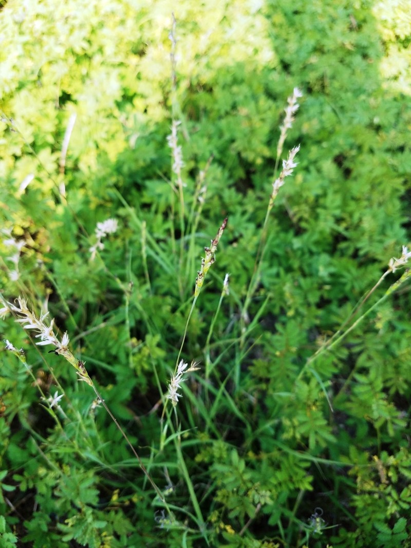 Curly-Mesquite photo 3