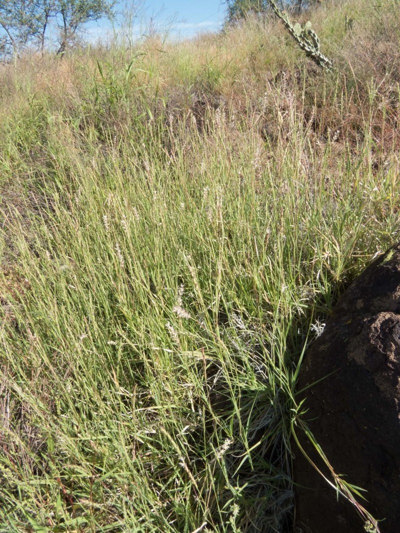 Curly-Mesquite photo 5