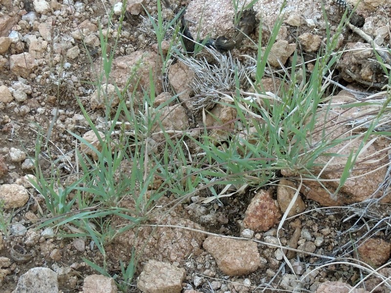 Curly-Mesquite photo 6