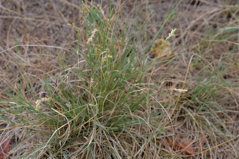 Curly-Mesquite photo 8