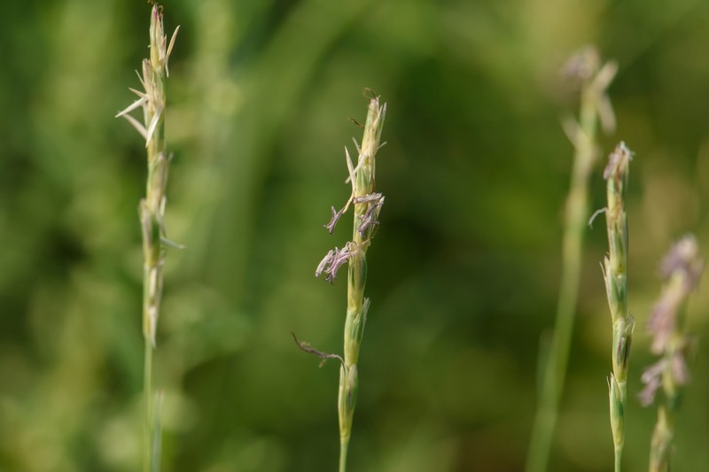 Hilaria belangeri var. belangeri