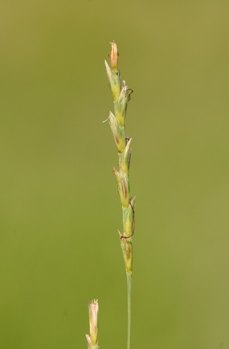 Hilaria belangeri var. belangeri photo 2