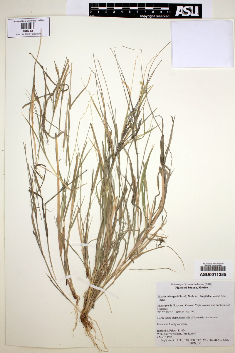 Hilaria belangeri var. longifolia