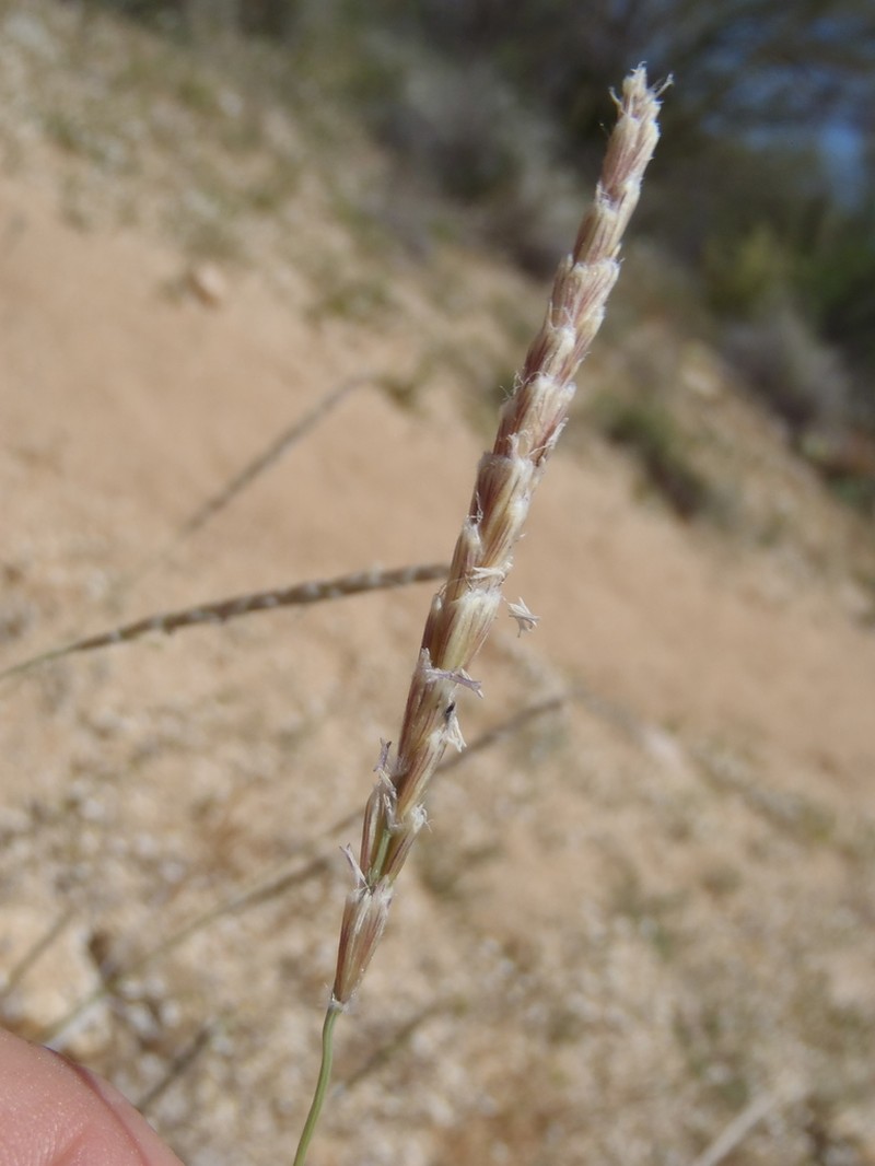 Tobosagrass photo 5