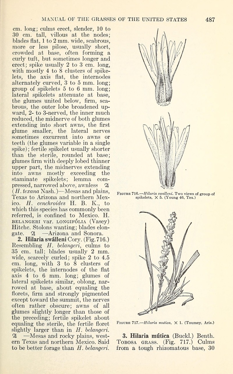 Swallen's Curly-Mesquite