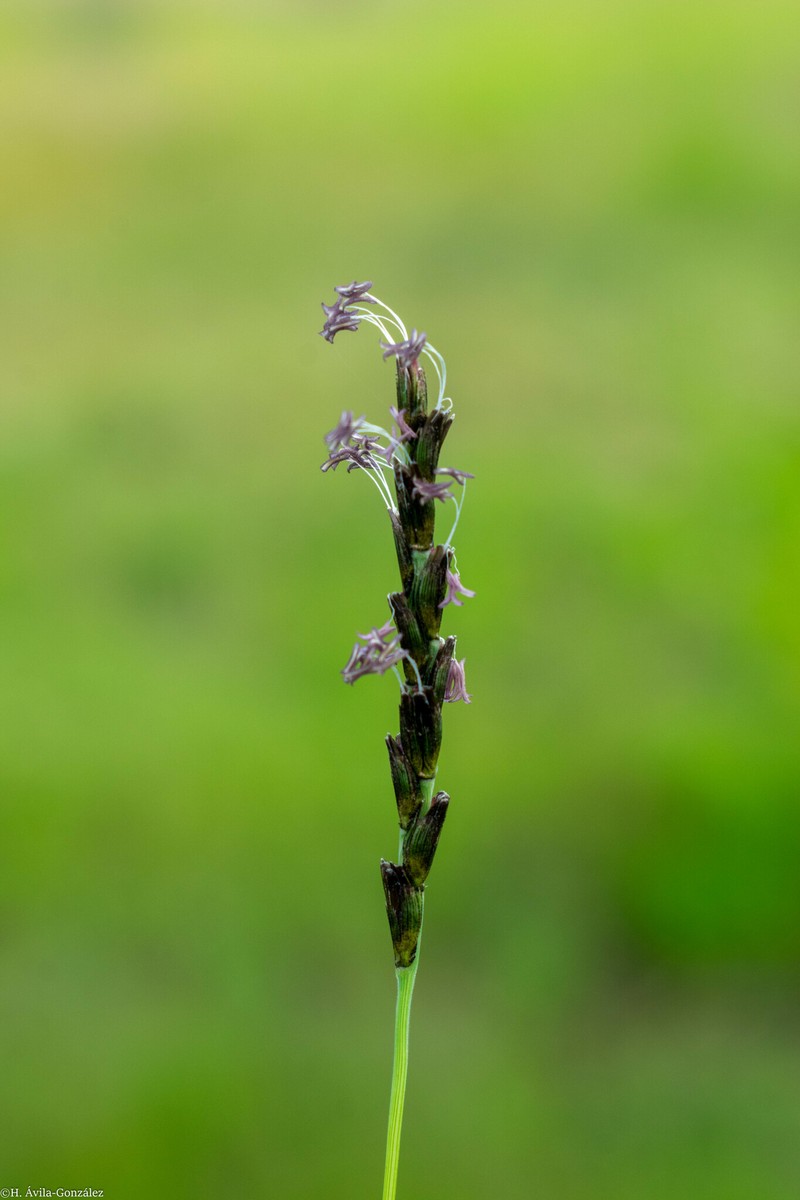 Swallen's Curly-Mesquite photo 5