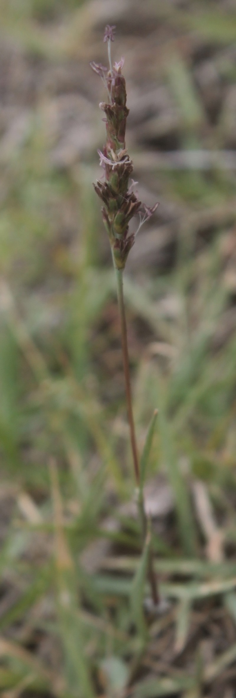 Swallen's Curly-Mesquite photo 6