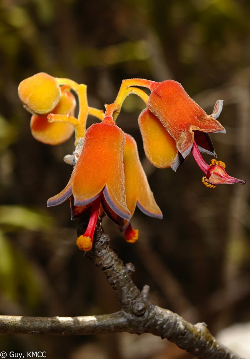 Hildegardia ankaranensis