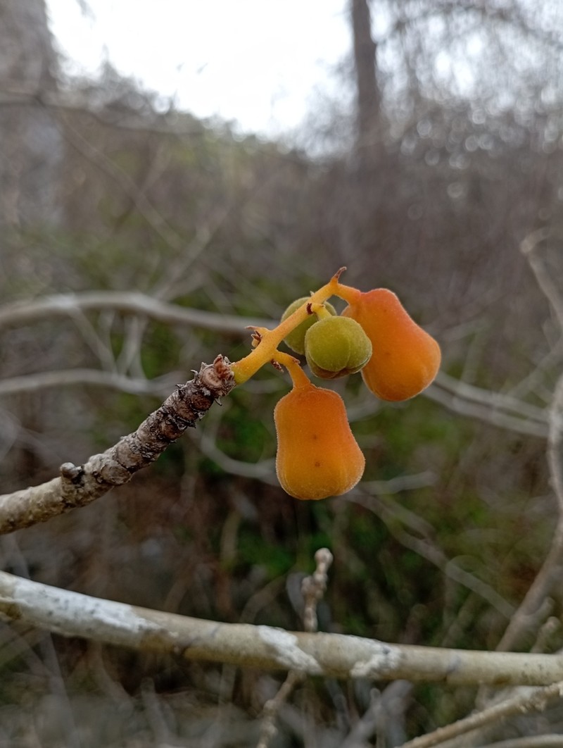 Hildegardia ankaranensis photo 3