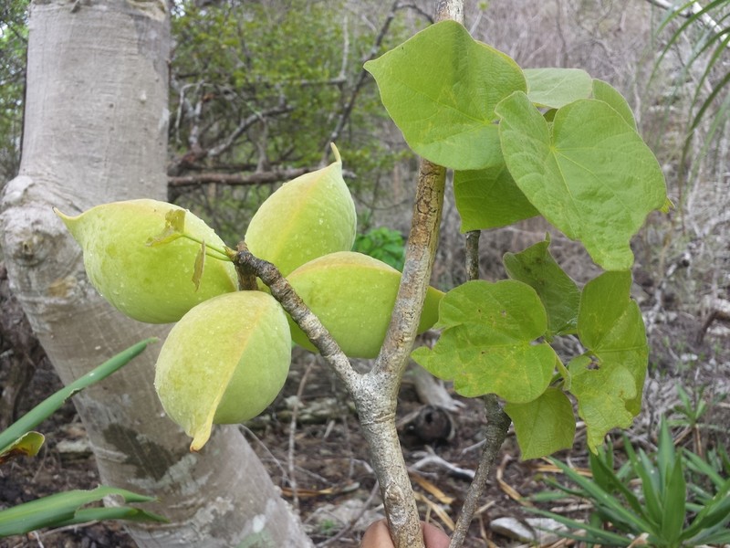 Hildegardia ankaranensis photo 4