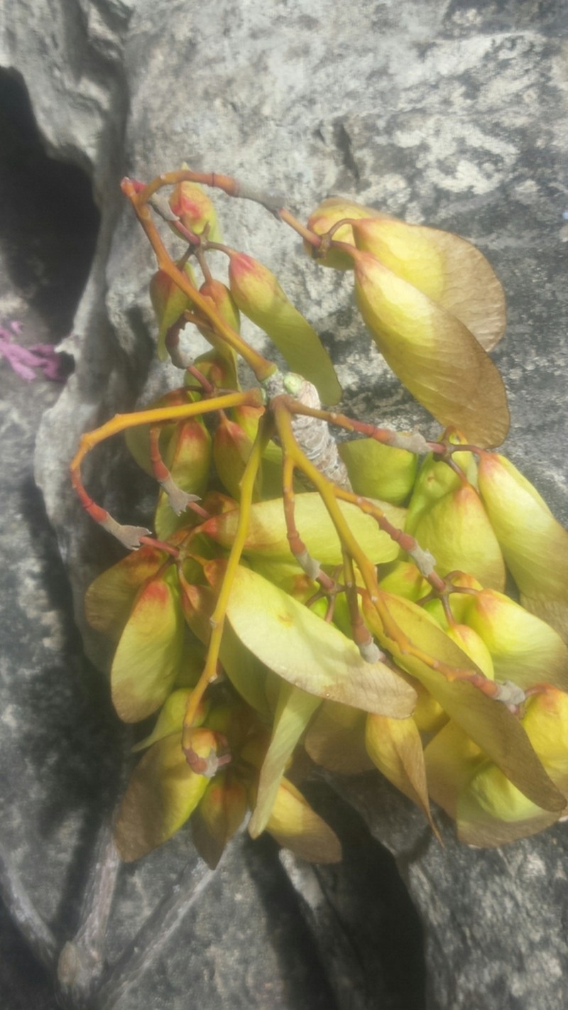 Hildegardia ankaranensis photo 5