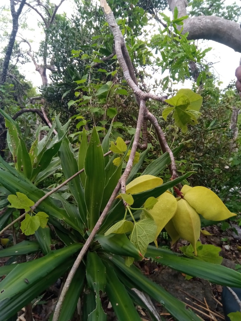Hildegardia ankaranensis photo 6
